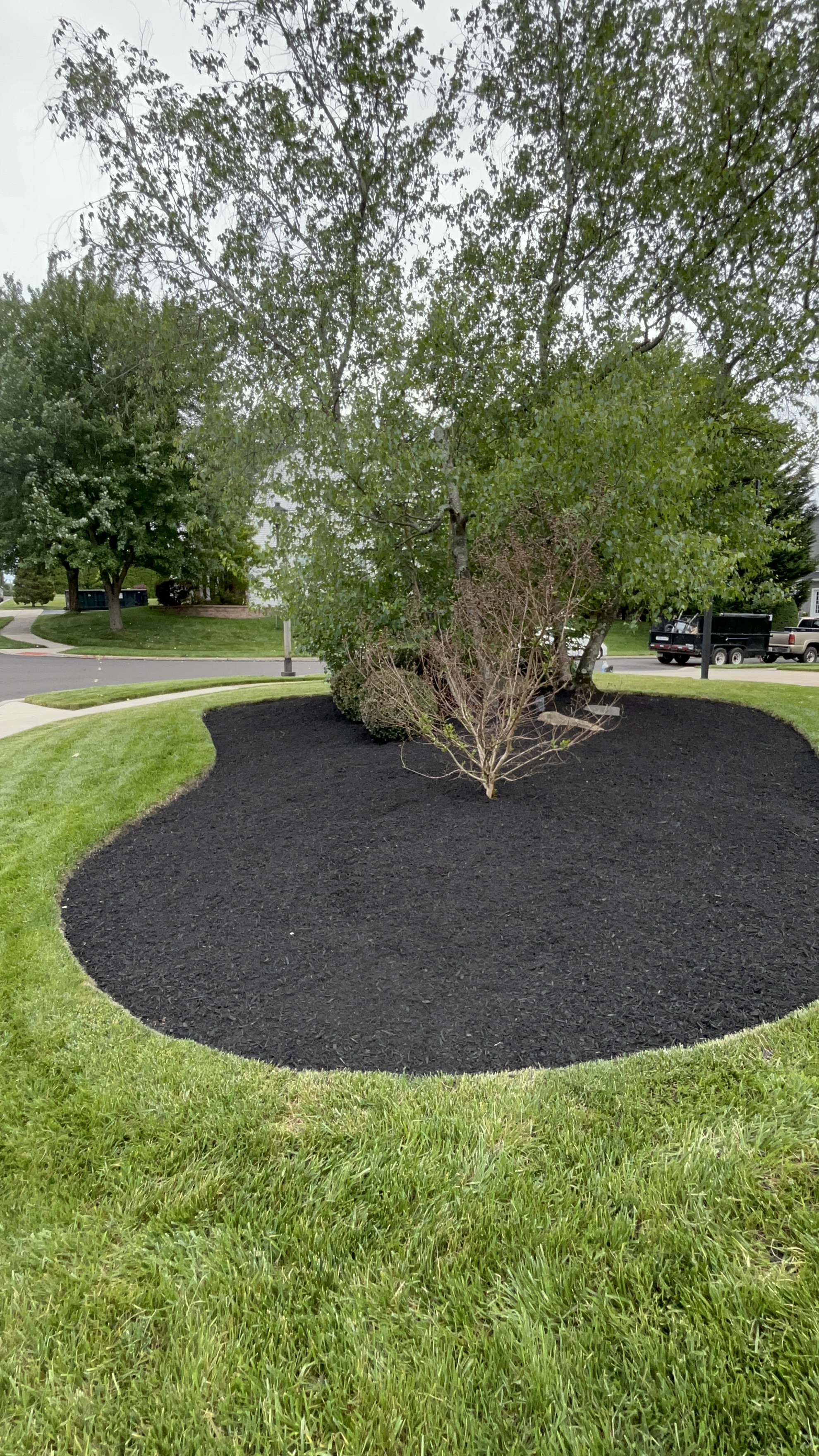 Black mulch beds along front yard walkway