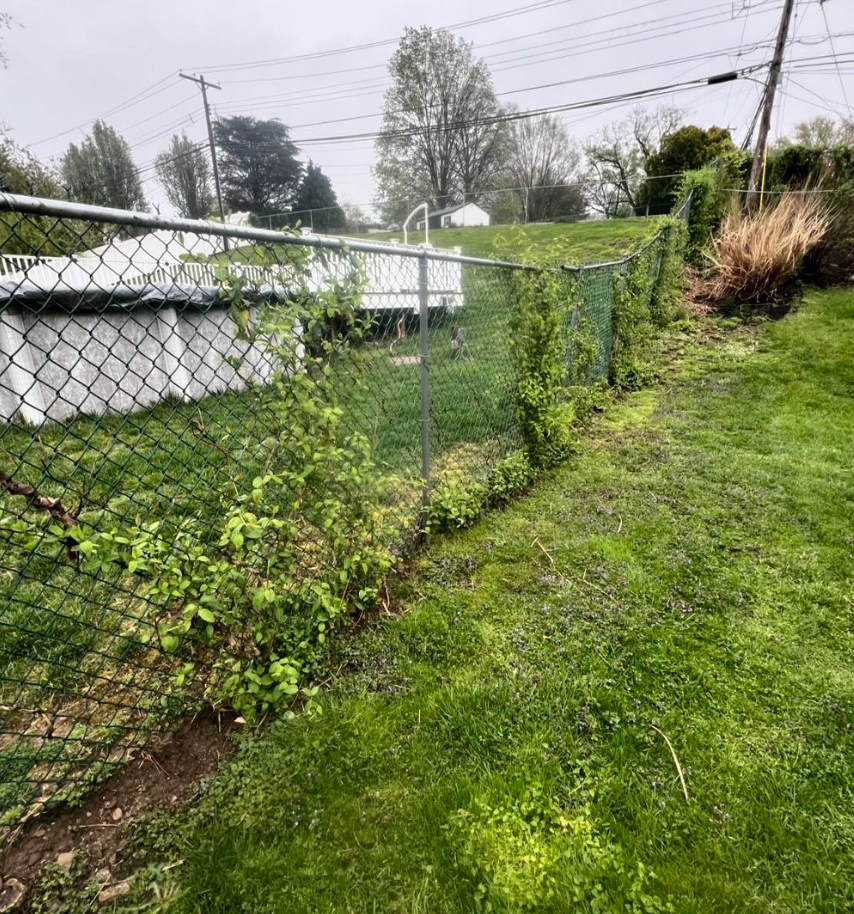 Overgrown fence line before Yard Boys cleanup