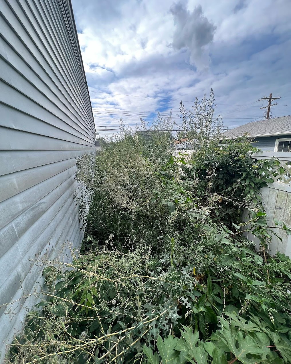 Land Clearing & Overgrowth Removal — before Yard Boys cleanup