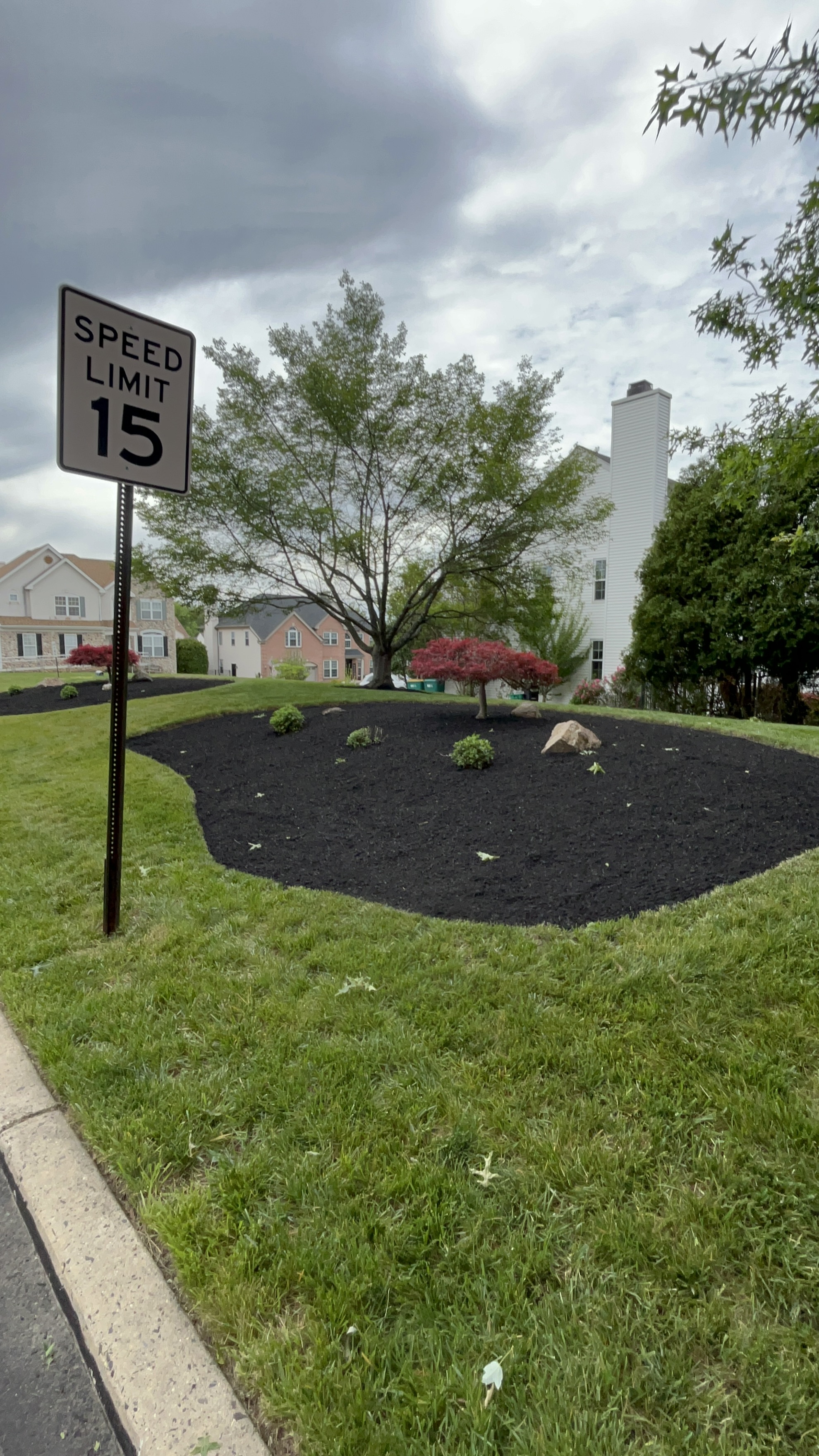 Mulch ring around a tree by the curb