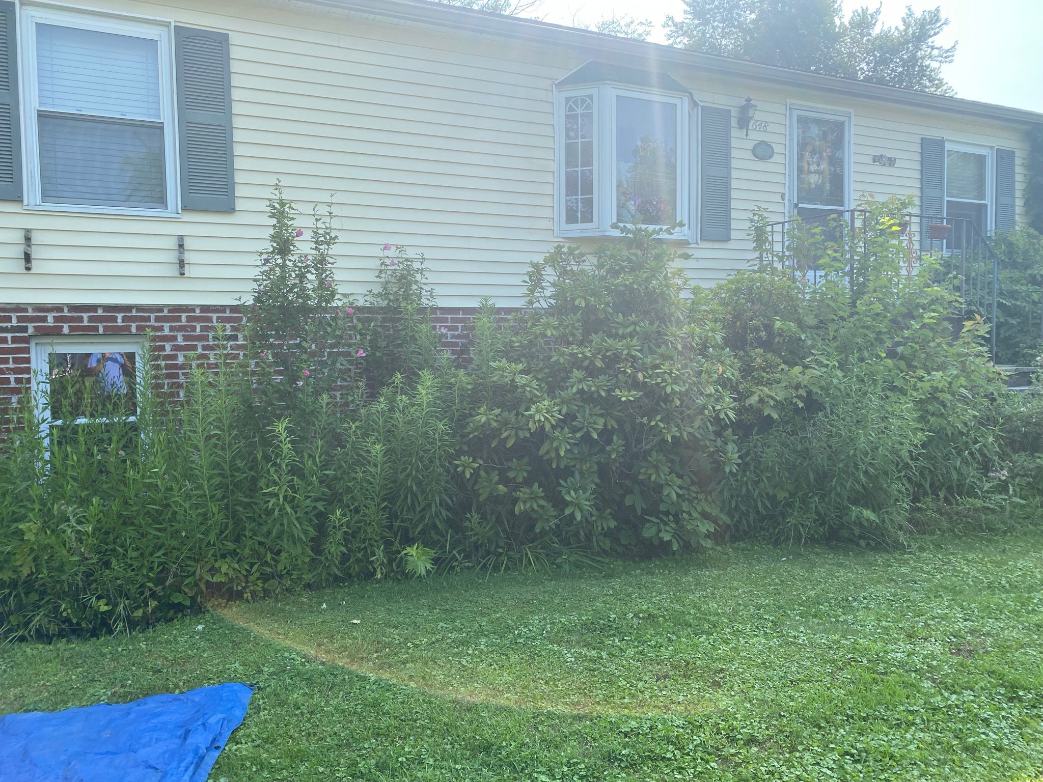 Overgrown landscape beds before Yard Boys service