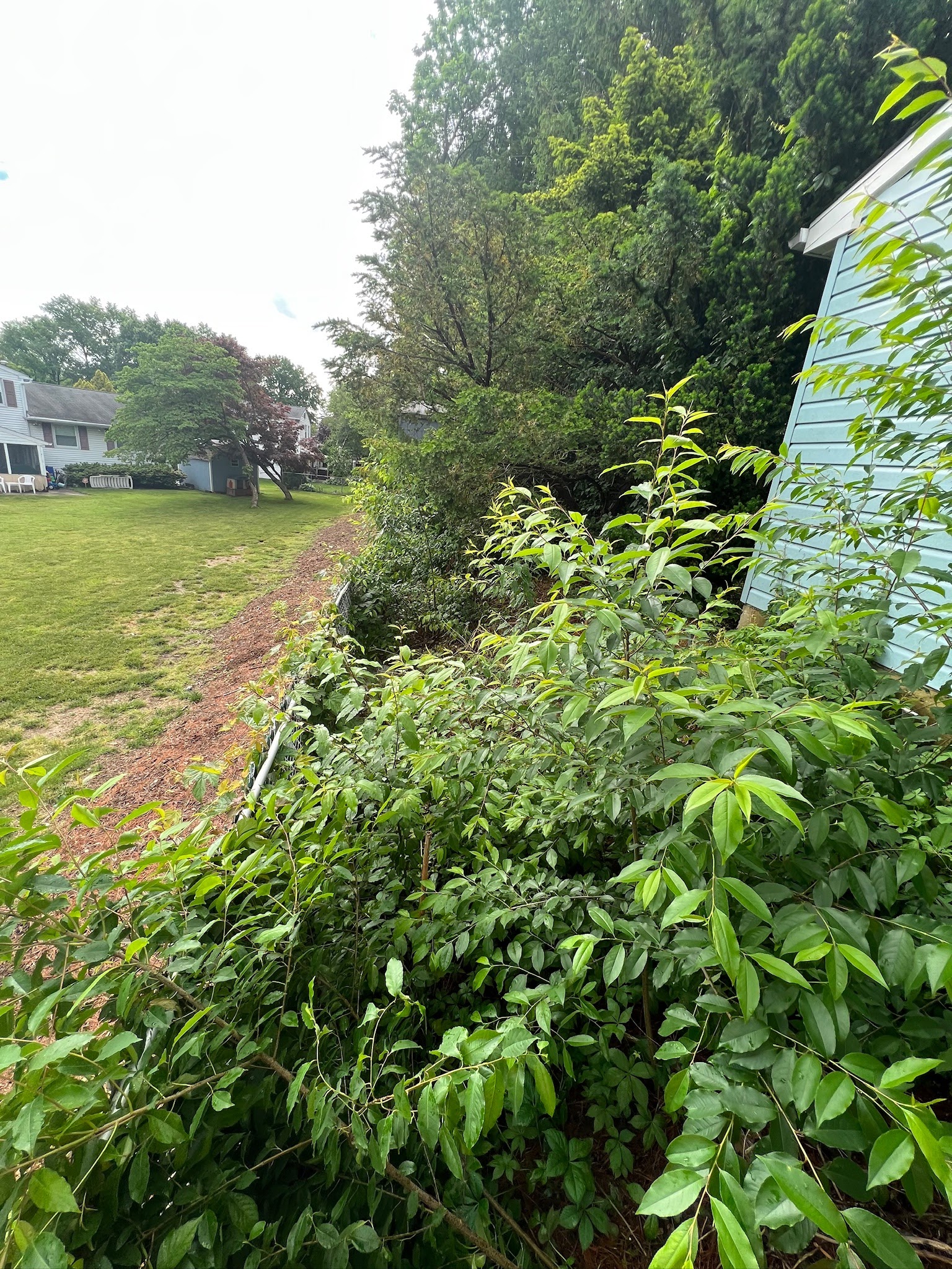 Heavily overgrown residential property before cleanup